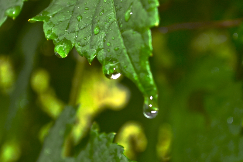 Illustration for article titled Pictures After a Rainstorm